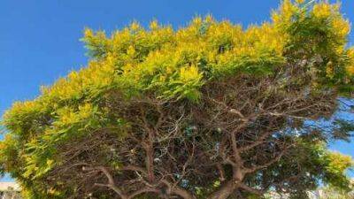 В Израиле расцвел пелтофорум - дерево мятого щита