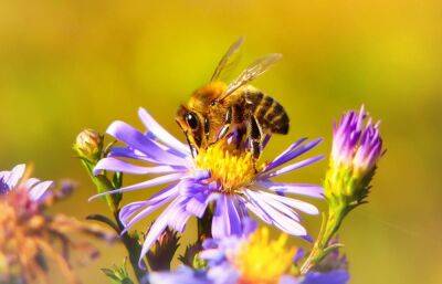 На пасеке под Тверью у пчел обнаружили опасную болезнь