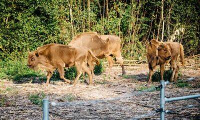 В Кенте впервые выпустили бизонов на волю для биоразнообразия