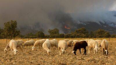 В Европе стоит аномальная жара – сотни погибших, лесные пожары