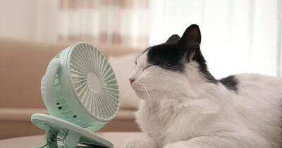 Как спасти от жары своих кошек, собак и других домашних любимцев: советы ветеринаров