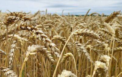 В Украину привезут оборудование для временного хранения зерновых