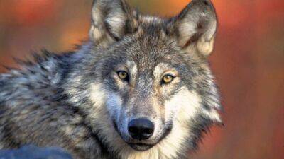 Бывшего единоросса оштрафовали за незаконную охоту на волков