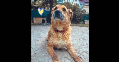 Саперы спасли собаку, которую россияне избили и заминировали в Киевской области (фото)