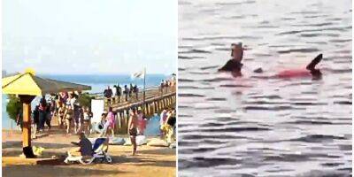 Австралия - В Хургаде на туристку напала акула. Женщина погибла — видео - nv.ua - Австрия - Украина - Австралия - Египет