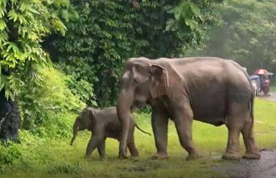 Драматичне відео зі слонихою, яка намагається врятувати однорічного малюка підірвало мережу