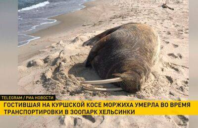 Заплывшая в Балтийское море моржиха утопила рыбацкую лодку и умерла от истощения по пути в зоопарк