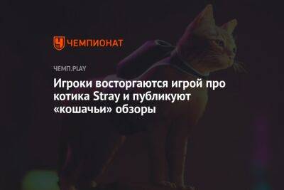 Игроки восторгаются игрой про котика Stray и публикуют «кошачьи» обзоры