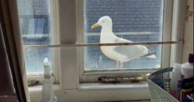 Британка жалуется на пугающую чайку, которая следит за ней ежедневно из окна ванны