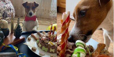 «Много косточек и мало мин!». Пес черниговских саперов Патрон отмечает третий день рождения