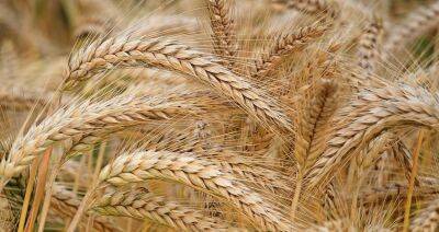 Жатва-2022: урожайность зерновых в Беларуси выше, чем в прошлом году