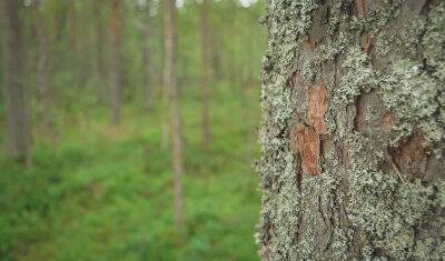 В Тюменской области мужчине грозит до 7 лет за вырубку леса