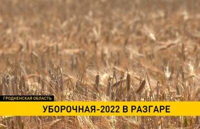 Аграрии Гродненщины намерены убрать в этом году более 1,5 млн тонн зерна
