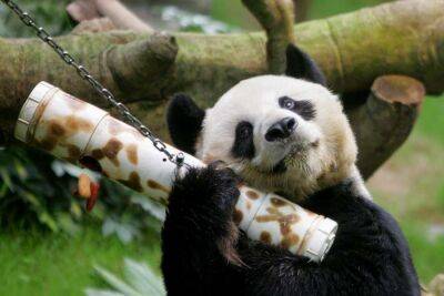 Померла найбільша і найстаріша у світі панда (фото)