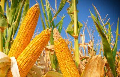 В Тверской области проверили поля с кукурузой