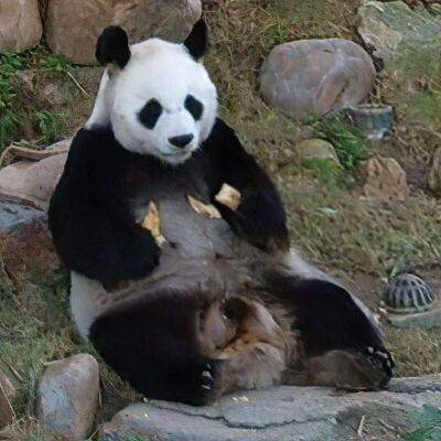Померла найстаріша у світі гігантська панда