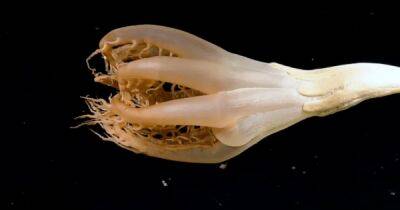 В Тихом океане ученые впервые заметили загадочное морское существо (ВИДЕО)