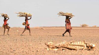 Каша на воде из едунга: голод и засуха на севере Кении