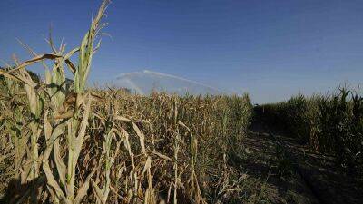 Жара и засуха уничтожают урожай фруктов и овощей в Европе