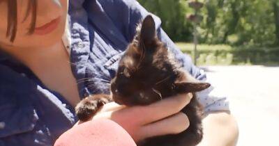 Спасенный котик с острова Змеиный обрел нового хозяина и кличку (видео)