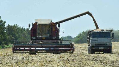 Здравое зерно: какой будет урожай в этом году