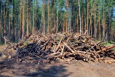 Предприятие "Нива" в Тверской области засорило участок ветками деревьев