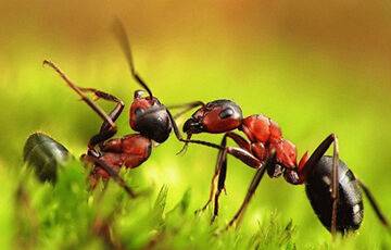 Ученые выяснили, как охотятся муравьи с необычными челюстями