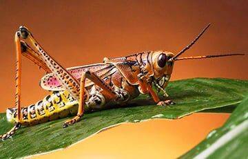 Ученые нашли «коллективный разум» у насекомых