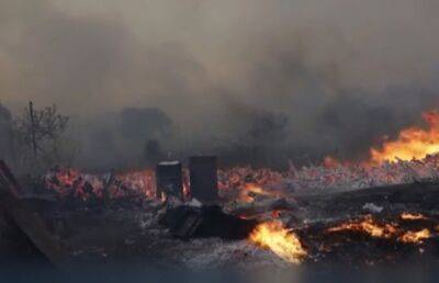 В Греции два крупных лесных пожара вышли из-под контроля – гибнут редкие растения и животные