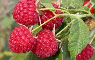 Эндокринолог назвал ягоду, употребление которой способствует похудению