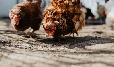 На островах Фарна погибли тысячи животных из-за птичьего гриппа