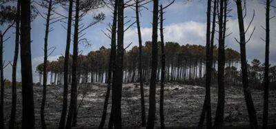 Во Франции - Лесные пожары во Франции оказались поджогами - unn.com.ua - Украина - Киев - Франция