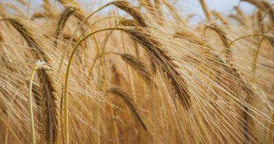 Украина может прекратить экспорт зерна в ближайшие дни (видео)