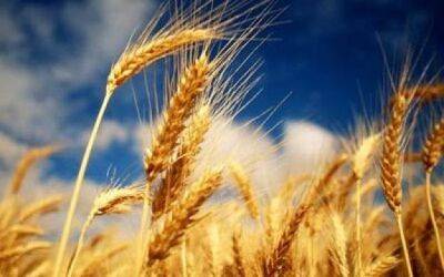 Reuters: Цены на пшеницу резко выросли. Причина — ракетный удар РФ по порту в Одессе