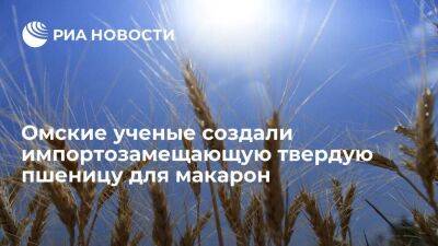 В Омском аграрном научном центре создали импортозамещающую твердую пшеницу для макарон
