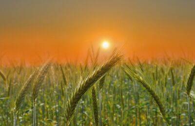 Australian National Review: Три американские корпорации скупили треть сельскохозяйственных земель Украины