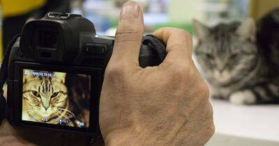Пушистые супермодели: топ-5 самых фотогеничных пород кошек - focus.ua - Украина