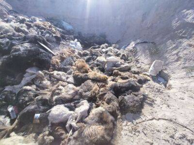 Прокуратура Каракалпакстана нашла всего шесть мертвых собак возле Нукуса. Волонтеры выкладывали фото с сотней убитых животных
