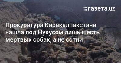 Прокуратура Каракалпакстана нашла под Нукусом лишь шесть мертвых собак, а не сотни