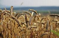 Фьючерсы на кукурузу выросли во вторник на 2,4% на данных об ухудшении состояния посевов