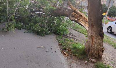 В Тюмени от бури обрушилось большое дерево