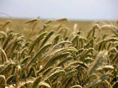 Экспортная пошлина на пшеницу из РФ снижена до 4951,7 рублей за тонну