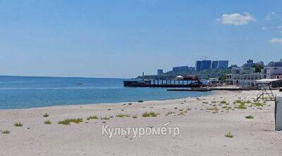 Одесские пляжи начинают зарастать сорняками (фото) | Новости Одессы