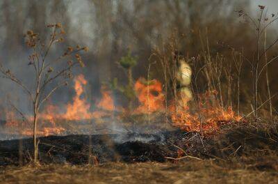 Внаслідок дій армії РФ знищено понад 26 тисяч га: як зараз виглядають ліси на Луганщині