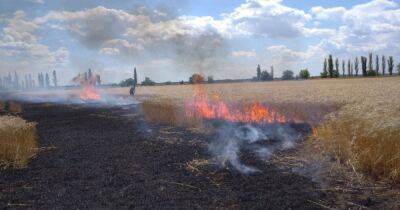 На Николаевщине за день от обстрелов сгорело 230 га пшеницы (ФОТО)