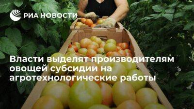 Мишустин: власти выделят производителям овощей субсидии на агротехнологические работы