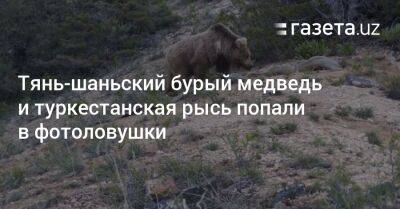 Тянь-шаньский бурый медведь и туркестанская рысь попали в фотоловушки