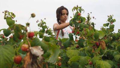 Плод и все: производители ягод не исключили снижения урожая на 30–50%