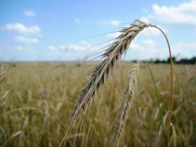 Reuters: Власти Египта разрешили украинским компаниям не поставлять 240 тысяч тонн пшеницы