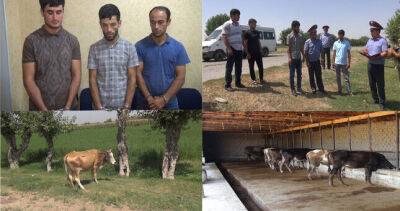 Трое жителей Джайхуна задержаны за кражу крупного рогатого скота